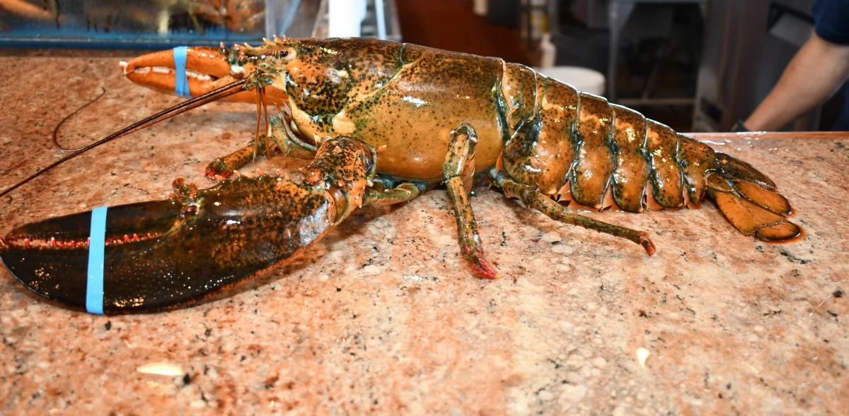 Czy w wieku ponad 100 lat można zacząć nowe życie? Okazuje się, że tak. Potwierdza to historia homara Lorenza, który po latach spędzonych w restauracji w Hempstead w stanie Nowy Jork został wypuszczony do oceanu. 