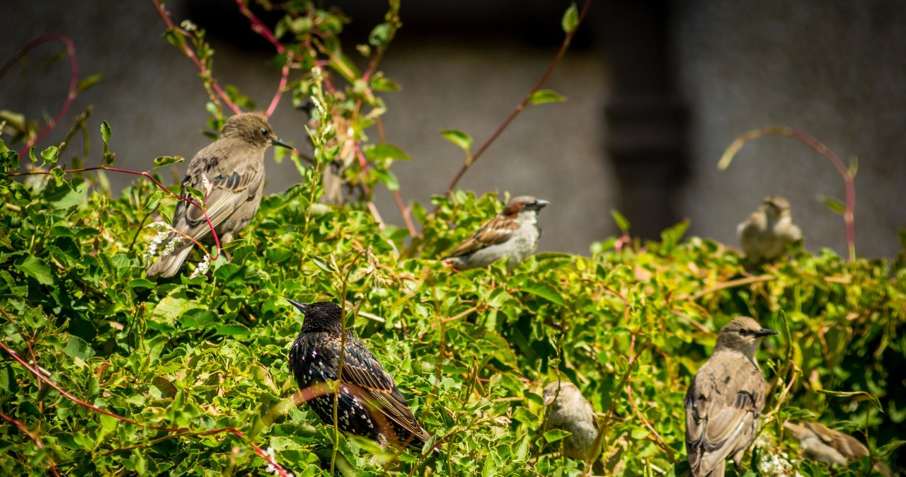 Sprytne sposoby na złodziei czereśni. Ptaki będą omijać twój sad!