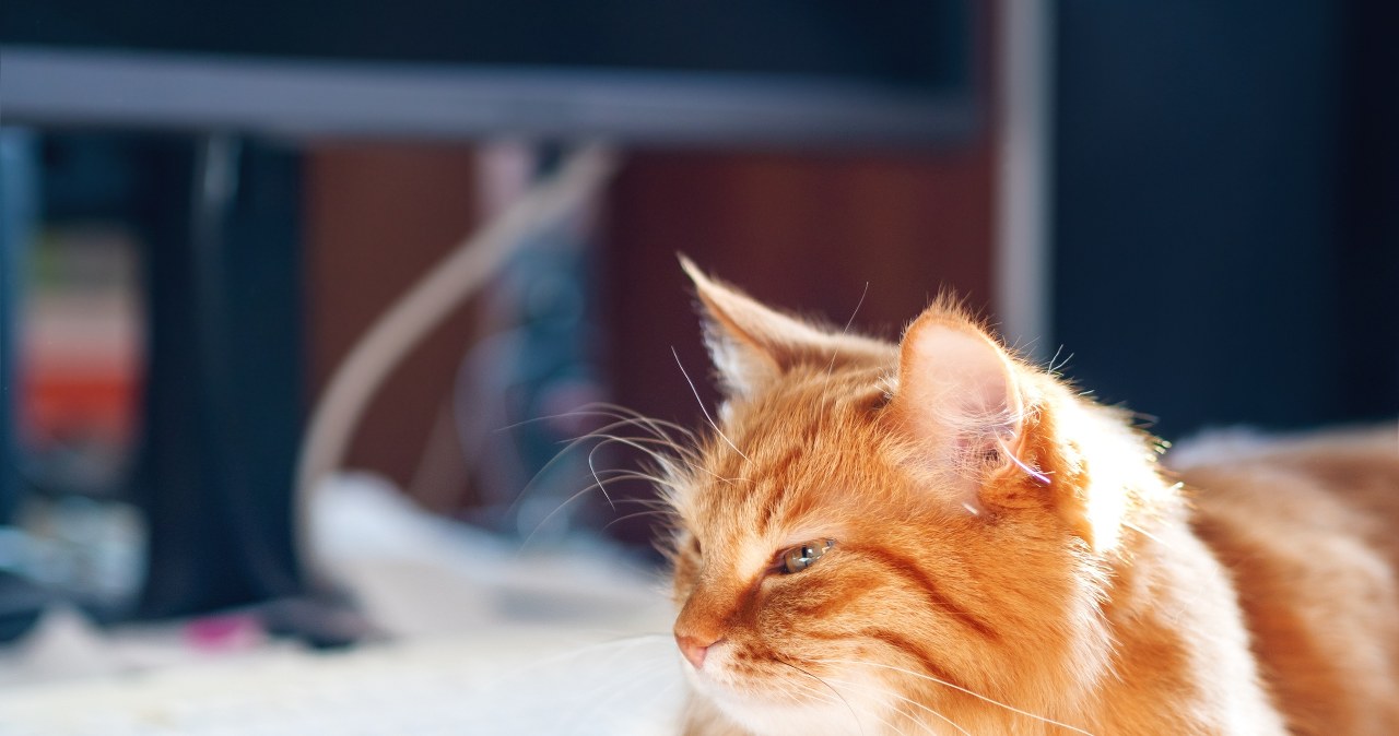 Kot w biurze pomaga lepiej pracować? Badania mówią same za siebie