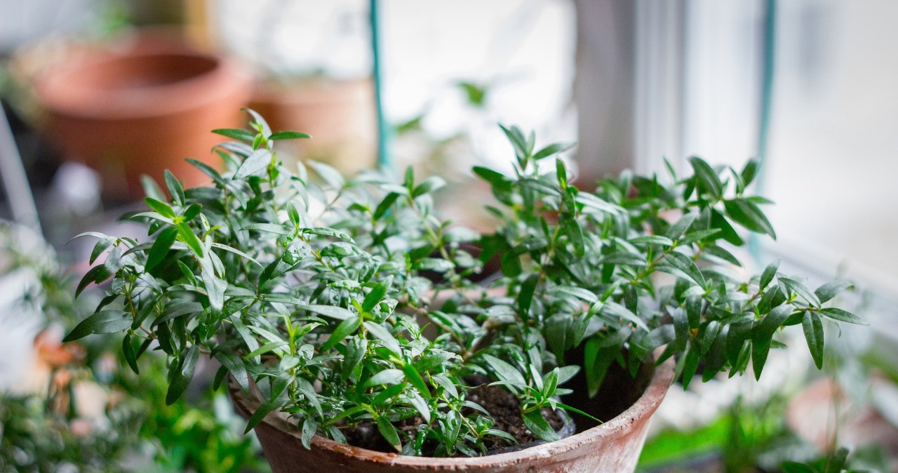 Nie możesz zasnąć? Postaw w sypialni tę roślinę, a w końcu pożegnasz bezsenność