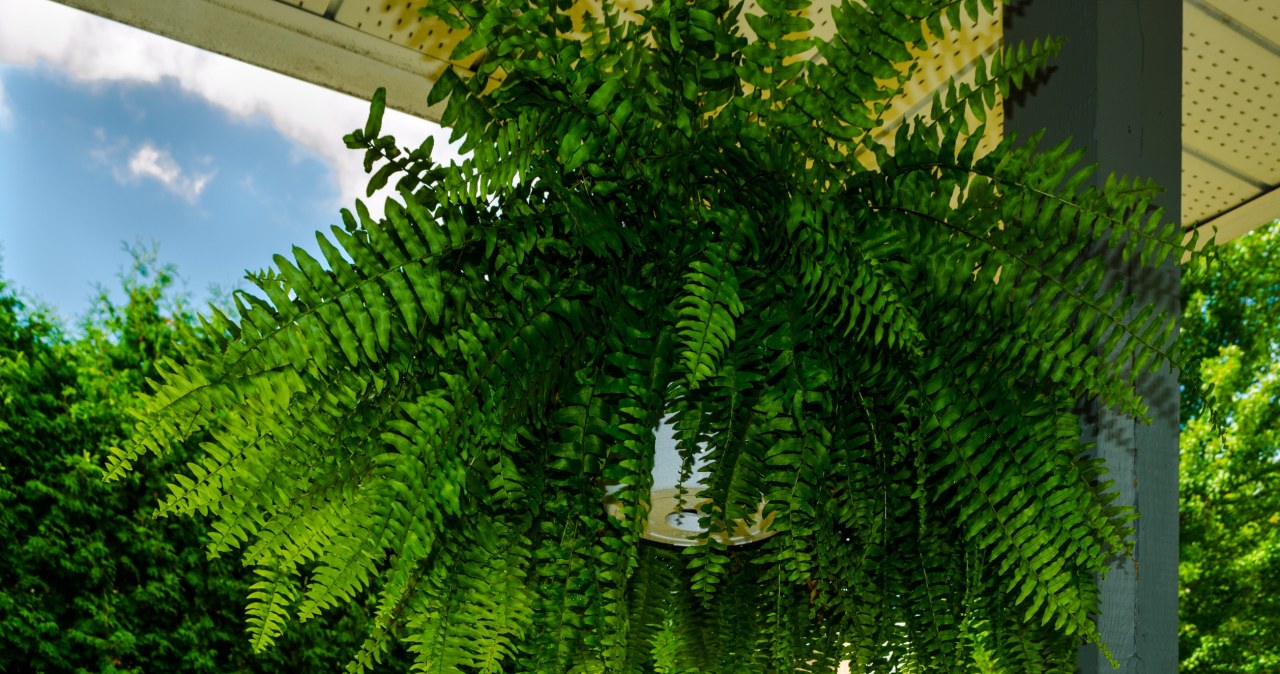 Odżywka, która pobudzi paprotkę do wzrostu. Stosuj raz na 4 tygodnie