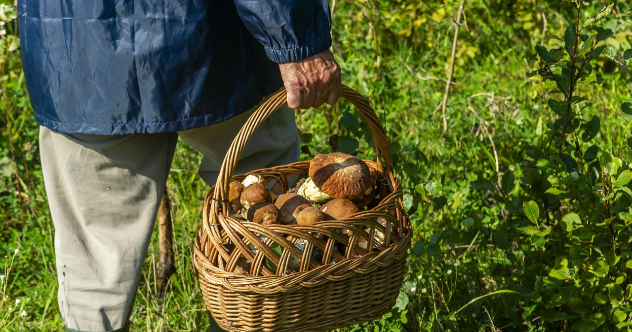 "167 prawdziwków, 200 maślaków". Gdzie warto iść na grzyby w weekend?