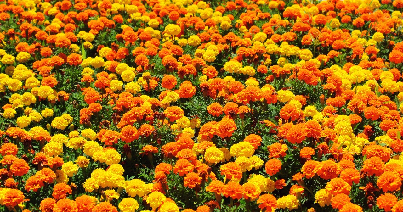 Kup na targu i zaproś do ogrodu. Znak dla komarów, iż nie są mile widziane