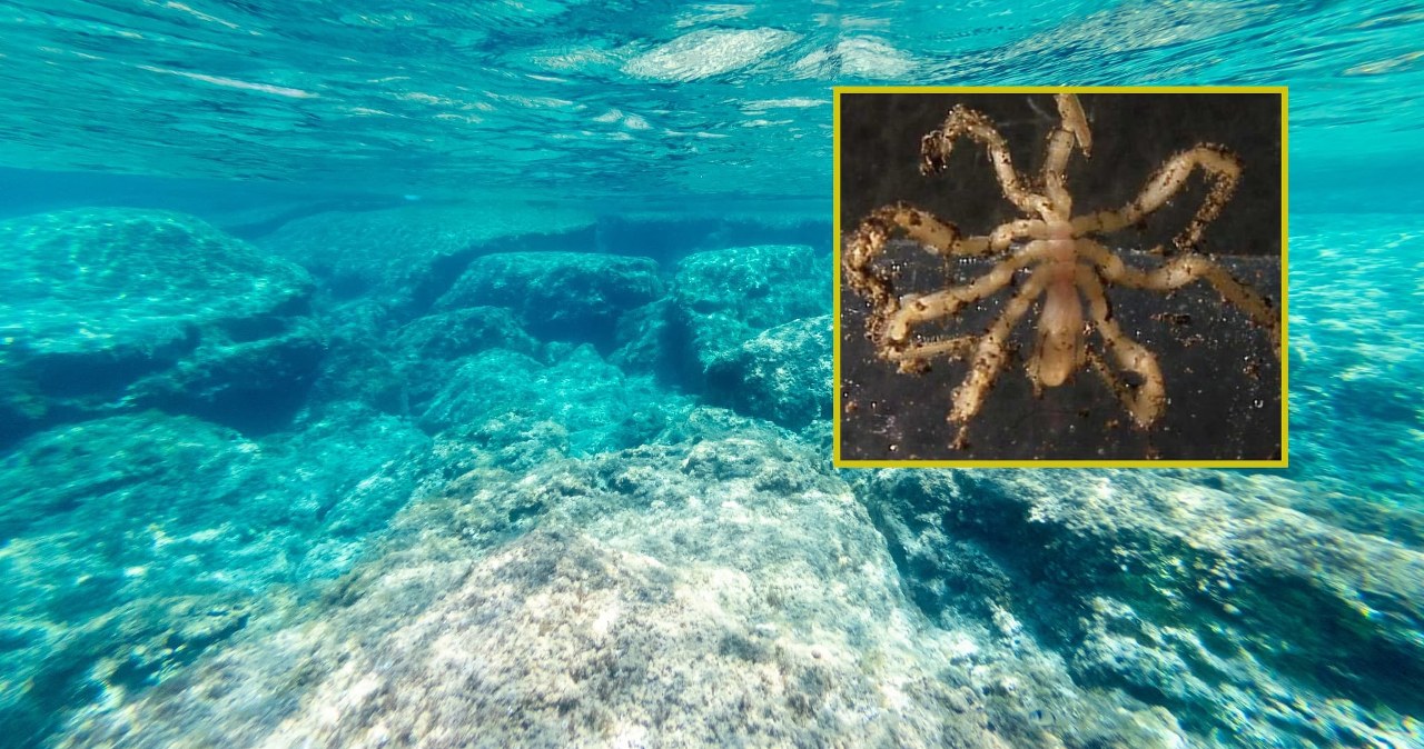 Naukowcy odkryli niezwykłą symbiozę głębinowych pająków i bakterii