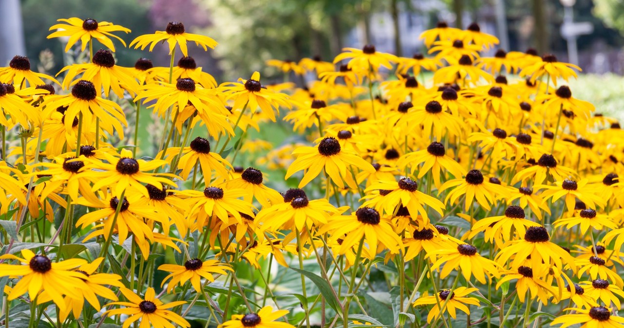 Te kwiaty musisz wysiać w czerwcu, jeżeli chcesz mieć bajkowy ogród za rok!