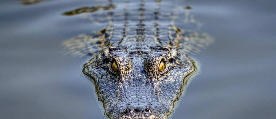 ​Prokurator generalny Florydy James Uthmeier szokuje. Ma zamiar zbudować koło Miami "Aligatorowe Alcatraz". Na wypełnionych aligatorami i pytonami mokradłach Everglades proponuje utworzenie ośrodka detencyjnego dla... migrantów. "Gdyby ktoś chciał wyjść, to czekają go jedynie aligatory i pytony" - tłumaczył z uśmiechem w telewizji Fox swój pomysł Uthmeier.