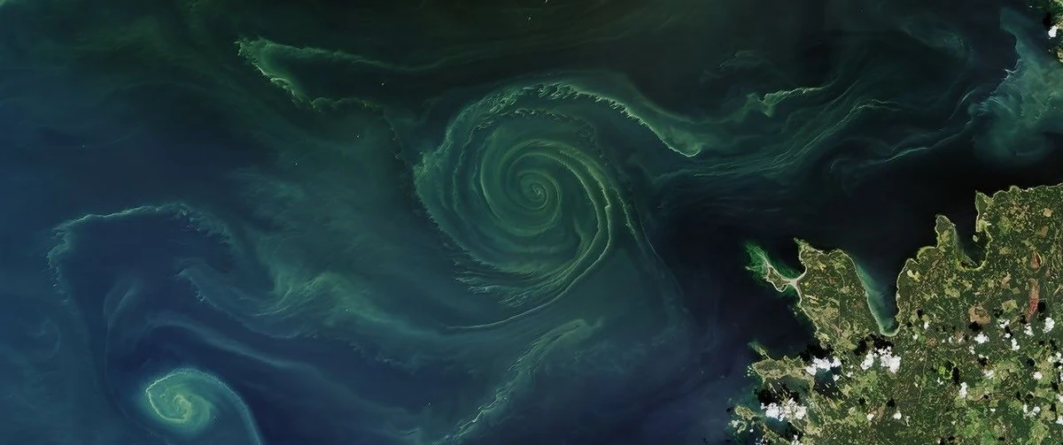 Satelita środowiskowy Landsat-8 w wodach Zatoki Fińskiej uwiecznił zielony wir o średnicy co najmniej kilkudziesięciu kilometrów. Zdaniem ekspertów to dowód na to, że w Morzu Bałtyckim dochodzi do co najmniej niepokojących zjawisk. "Jest wielce prawdopodobne, że w przyszłości na badanym przez nas obszarze będzie dochodziło do utraty tlenu wskutek przenikania składników odżywczych z pól uprawnych" - ocenił Sami Jokinen z Uniwersytetu w Turku.
