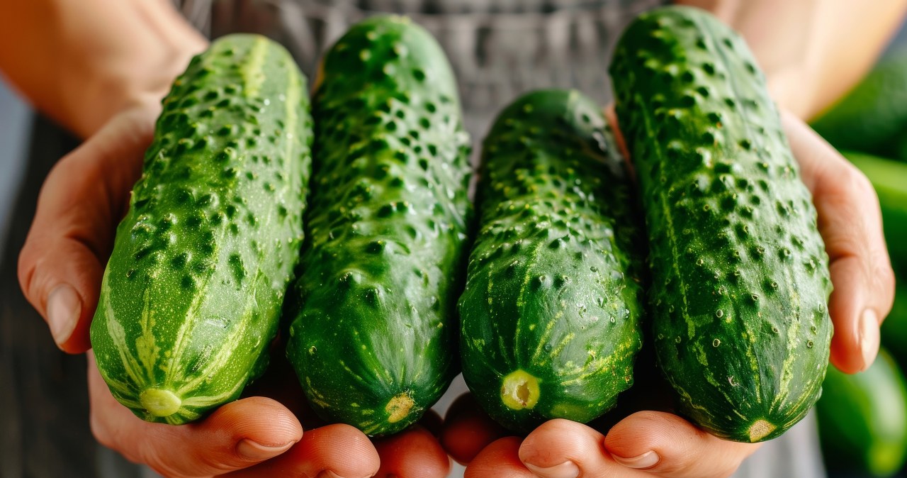 Ogórki będą świeże choćby 2 razy dłużej, Wystarczy, iż po zakupie zrobisz to