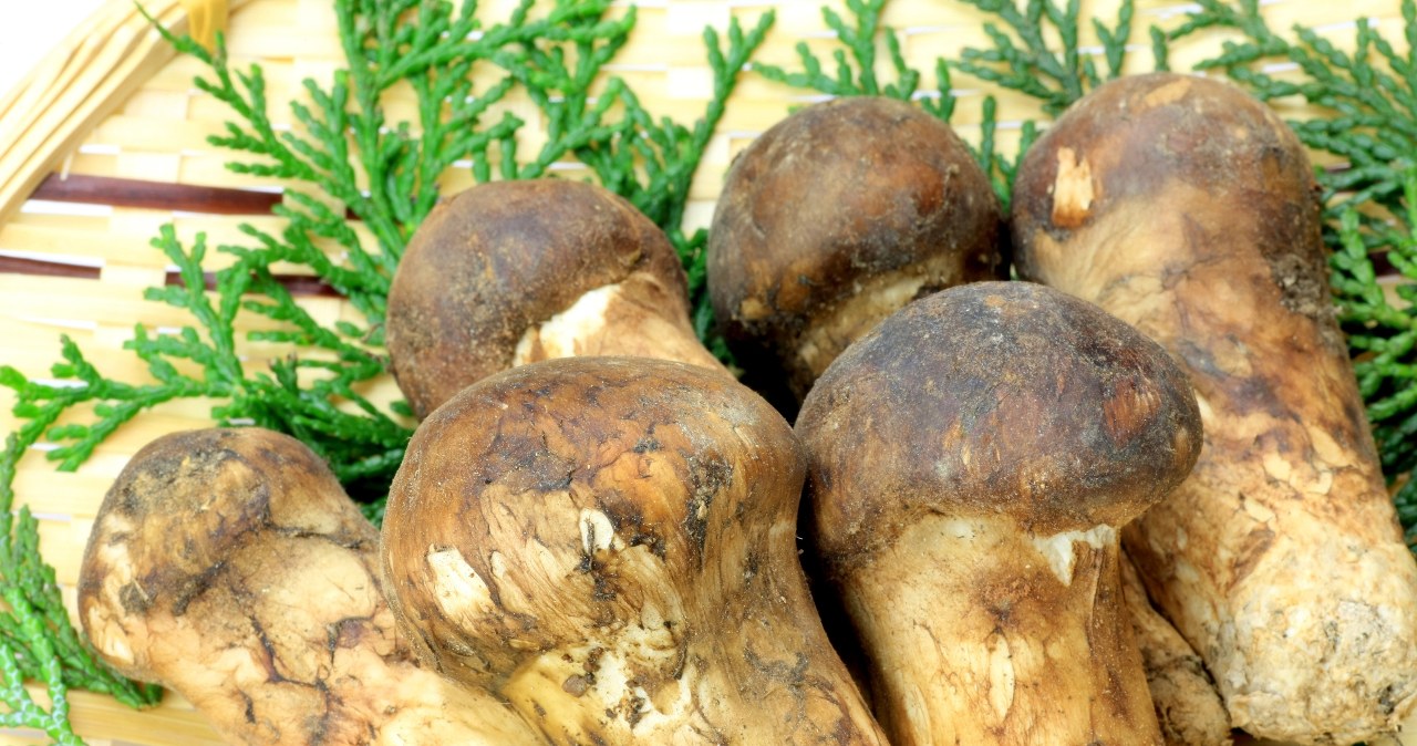 Grzyb wymarły w Polsce znów rośnie w lasach. 8,5 tys. zł za kilogram!