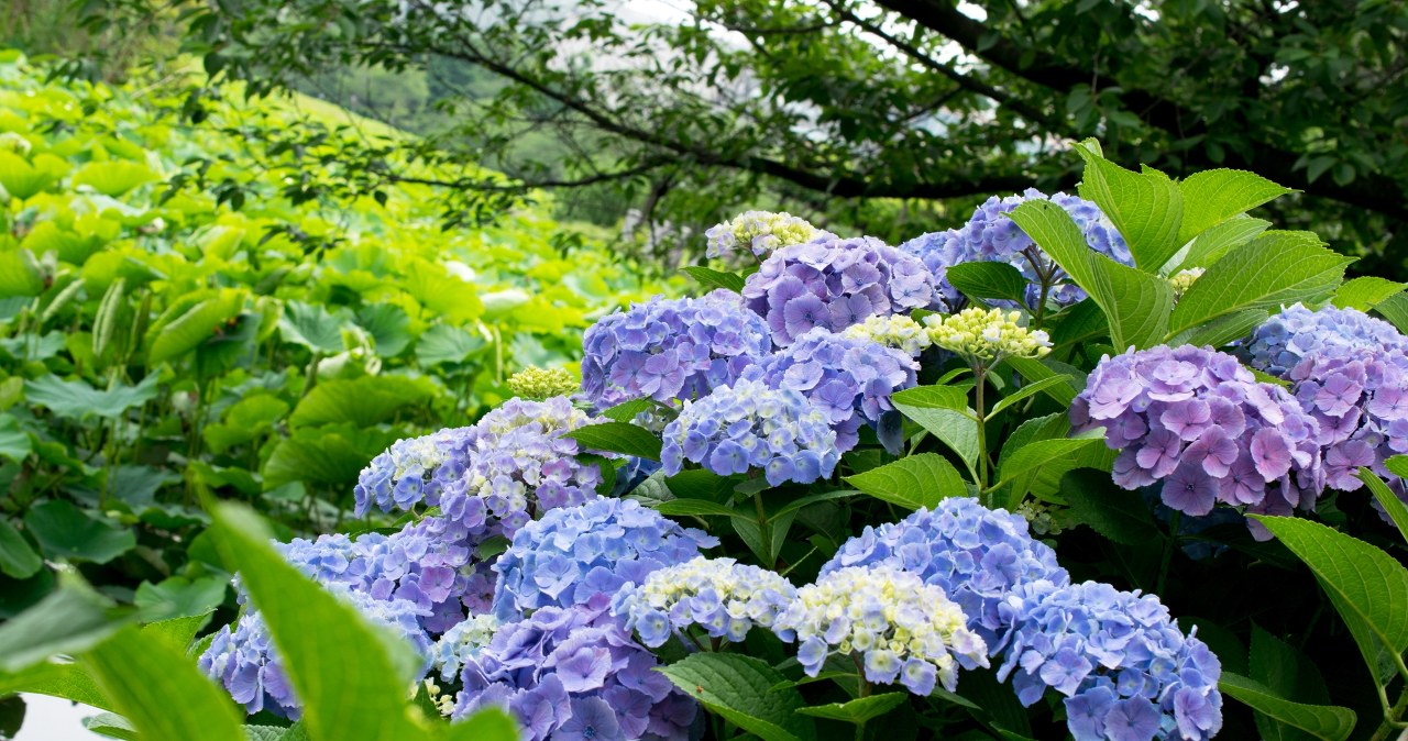 Wrzuć to do doniczki, a hortensje zmienią kolor. Ten trik robi wielki efekt