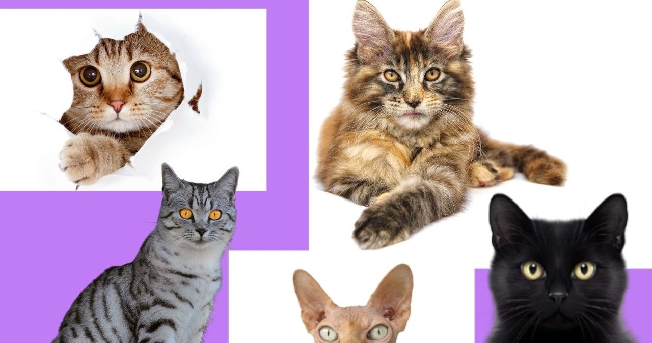 Który kot przyciągnął twoją uwagę? Odpowiedź zdradzi więcej, niż myślisz