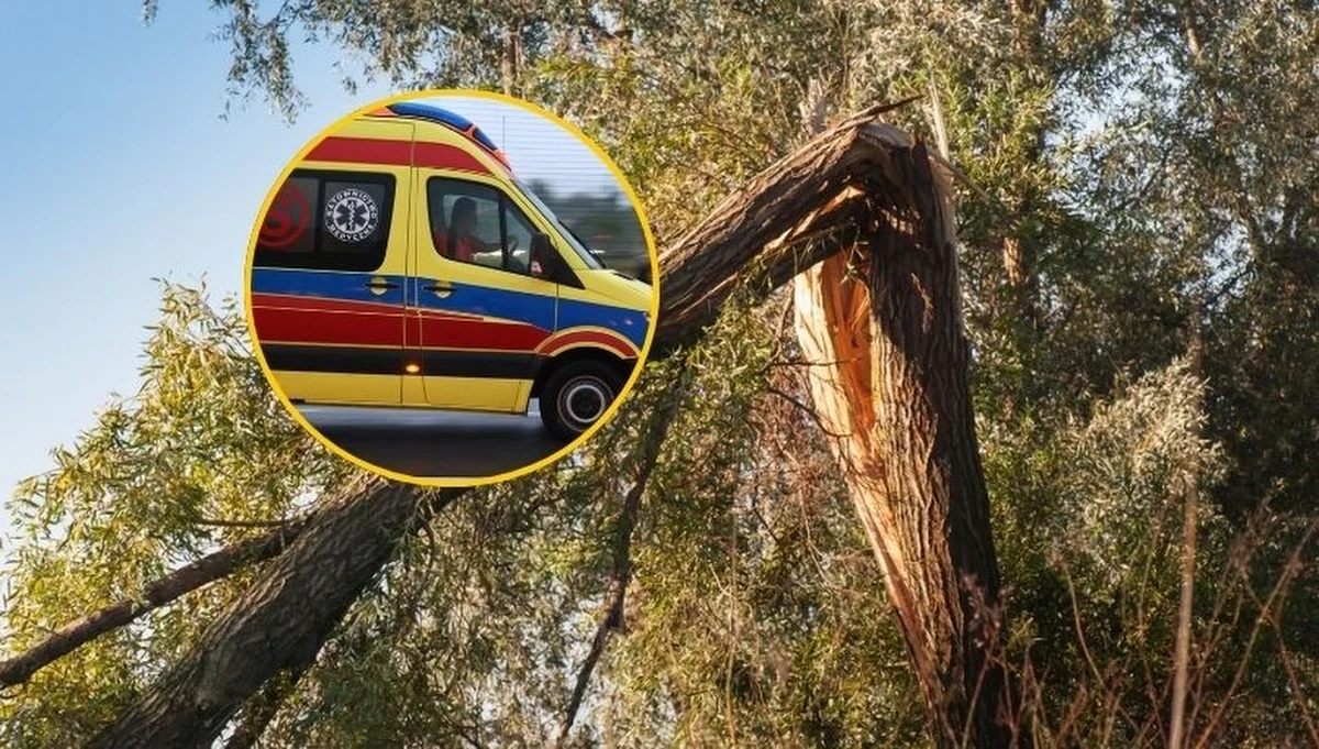 Oberwana gałąź spadła na trzy osoby, w tym na dwie dziewięcioletnie dziewczynki. Dzieci trafiły do szpitala. Do wypadku doszło w miejscowości Morawin w powiecie kaliskim w Wielkopolsce.