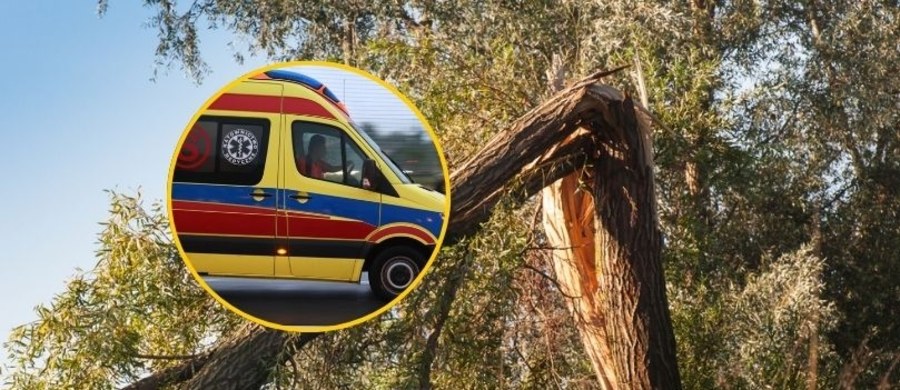 Oberwana gałąź spadła na trzy osoby, w tym na dwie dziewięcioletnie dziewczynki. Dzieci trafiły do szpitala. Do wypadku doszło w miejscowości Morawin w powiecie kaliskim w Wielkopolsce.