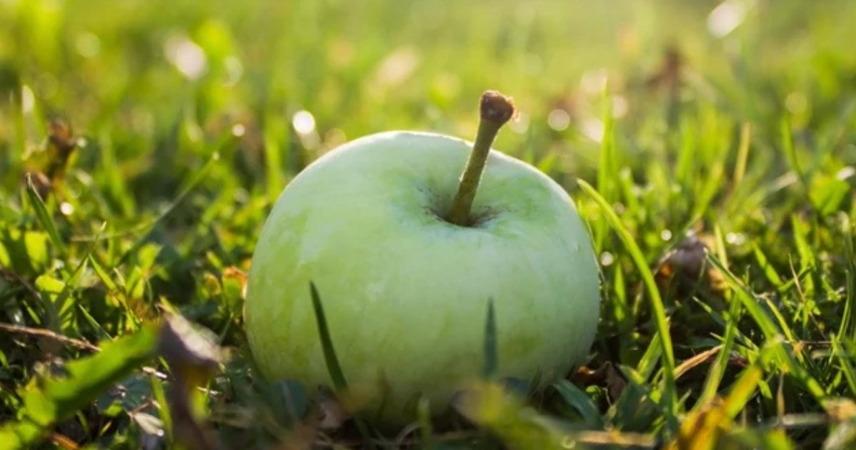 Jabłka dzieciństwa w PRL. Wyróżniają się smakiem i wpływem na układ trawienny