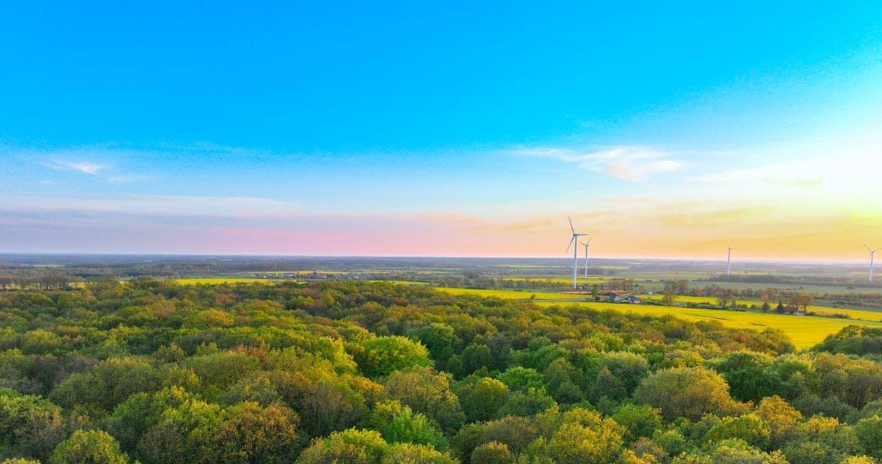 W obfitości grzybów wygrywają w przedbiegach. Oto raj dla grzybiarzy