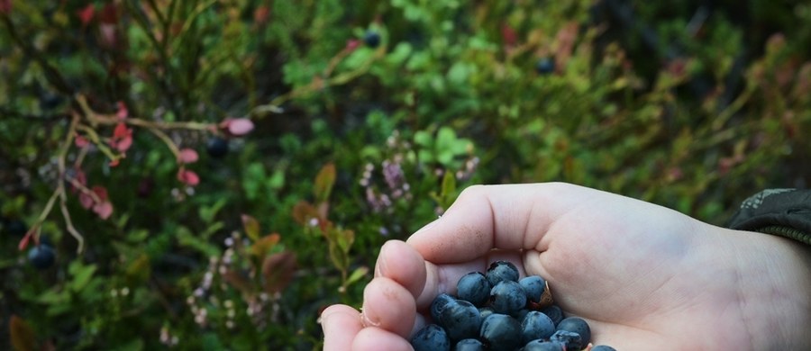 Lato to smak owoców. Kuszą tak, że mamy ochotę jeść je prosto z krzaczków. Nie należy tego robić! A już na pewno nie w przypadku tych, rosnących w lasach. Co roku, w sezonie na owoce leśne, pojawiają się ostrzeżenia przed bąblowicą. Tak jest i teraz. 