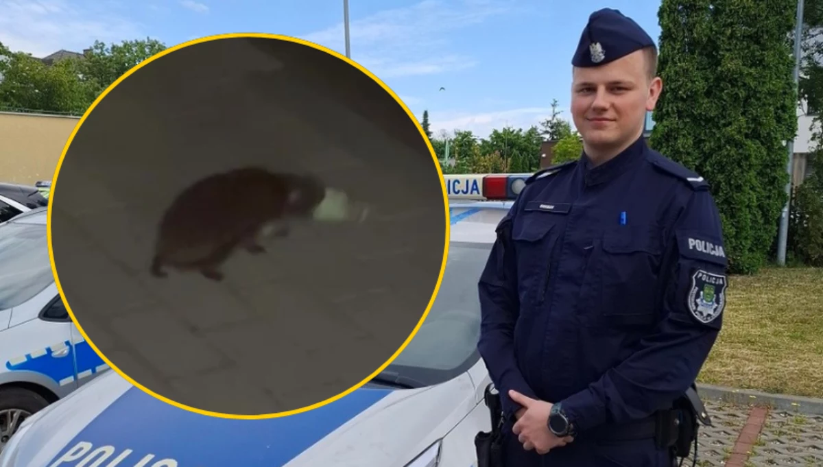 Policjanci uratowali jeża, który włożył pyszczek w pusty plastikowy wkład od znicza. Dzięki temu sympatyczny zwierzak może kontynuować swoją wędrówkę po pobliskich zaroślach.
