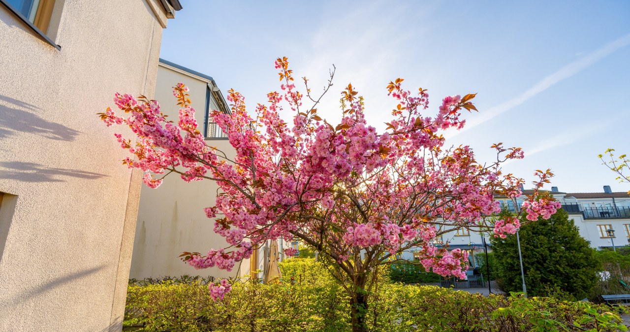 Masz mały ogród? Te drzewka zrobią z niego bajkowy zakątek!