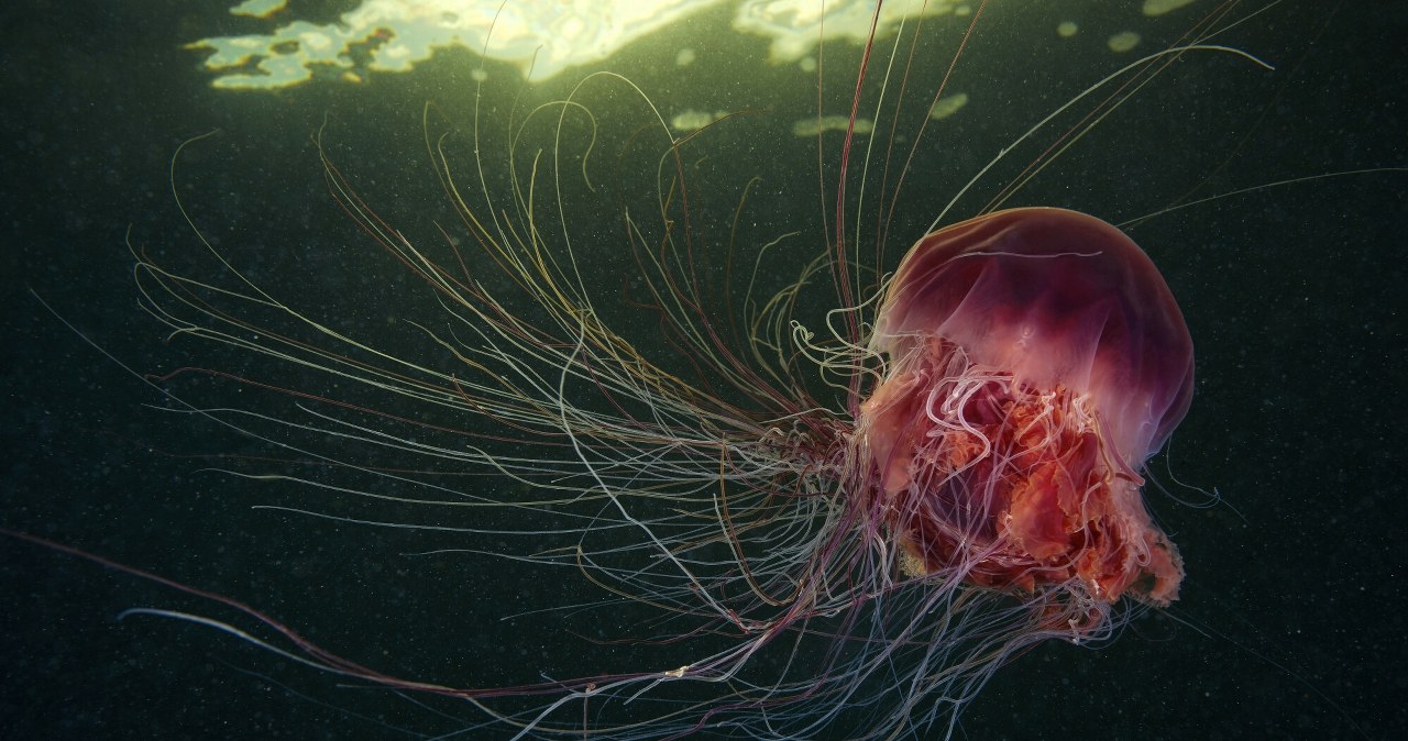 Meduzy śpią jak my. A nawet robią sobie popołudniowe drzemki