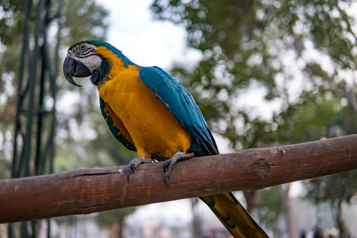 Zwie się Hendrix. Ma 20 lat i klnie jak szewc. Mowa o papudze, dla której nowego domu szuka schronisko dla zwierząt w amerykańskim stanie Rhode Island.