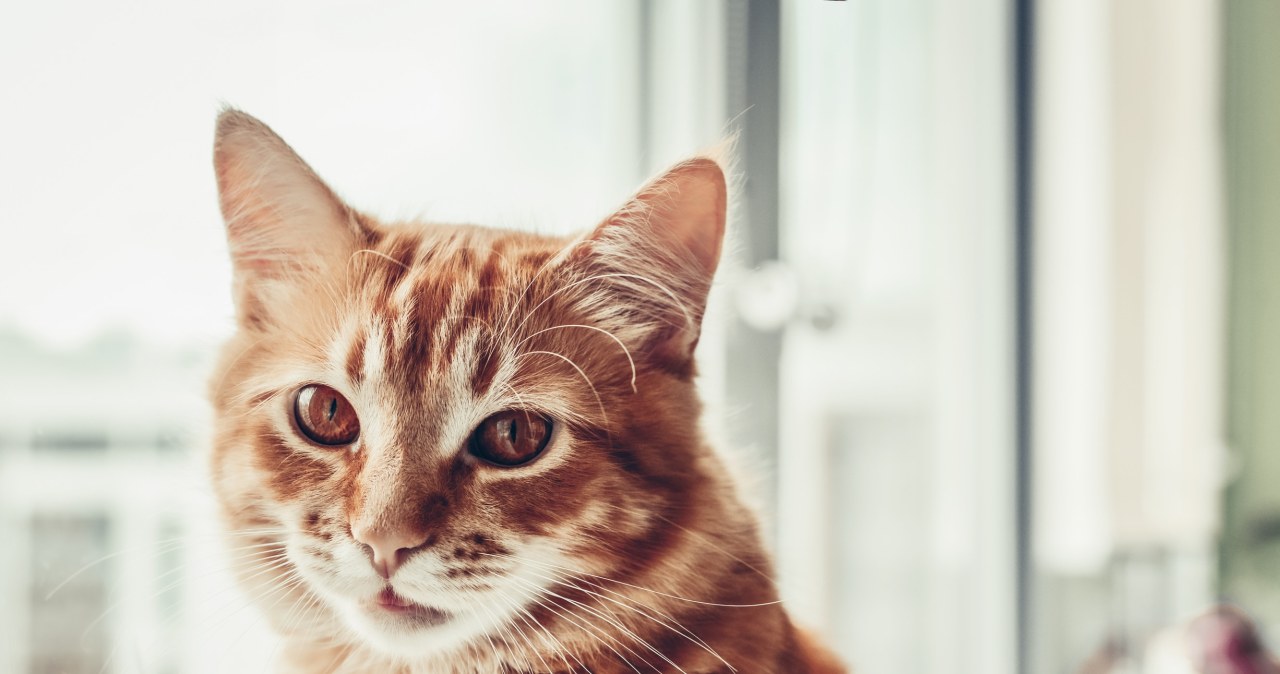 Ulubiony dźwięk kota. Zawołaj w ten sposób, a zawsze przyjdzie