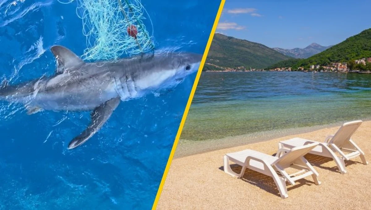 W Adriatyku na głębokości 115 metrów i w odległości około 12 kilometrów od wybrzeża rybak natrafił na niecodziennego gościa. W sieci znalazł młodego rekina białego. Instytut Biologii Morskiej w Czarnogórze, który podzielił się tą informacją na Facebooku, dokładnie analizuje zdjęcia drapieżnika, aby dowiedzieć się więcej o jego pochodzeniu i stanie zdrowia. 