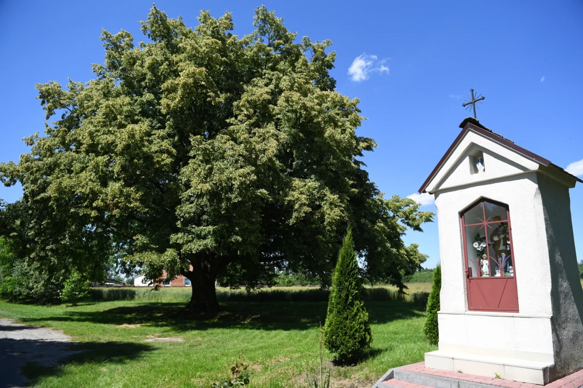 Mieszkańcy Dulczy Wielkiej (Podkarpackie) odkryli we wtorek rano, że nocnej burzy i wichury nie przetrwała 150-letnia Lipa świętego Jana Nepomucena - duma całego regionu, zdobywczyni tytułu Drzewa Roku pięć lat temu. "Żegnamy nie tylko wyjątkowy pomnik przyrody, ale też ważny symbol lokalnej historii i wspólnoty" - czytamy na facebokowym profilu społeczności.
