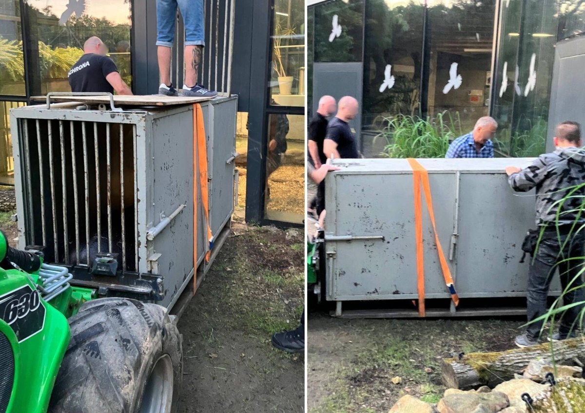 Nowy mieszkaniec krakowskiego zoo już jest sensacją. "Mega niespodzianka"