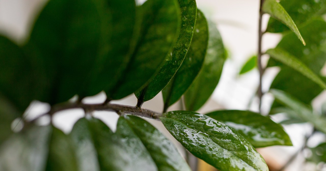 Zielony eliksir dla zamiokulkasa. Liście nabiorą głębokiego koloru i połysku