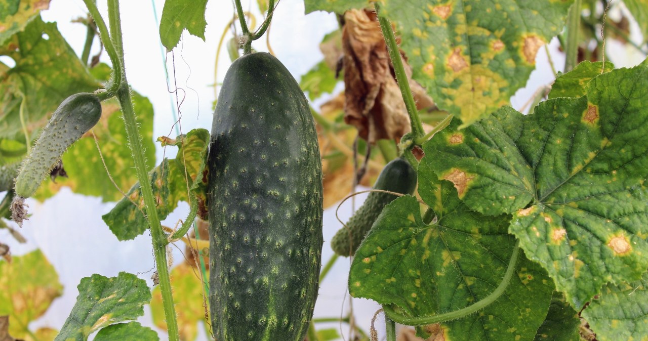 Liście ogórków żółkną? Nie czekaj, aż całkiem uschną, lekarstwo masz w apteczce