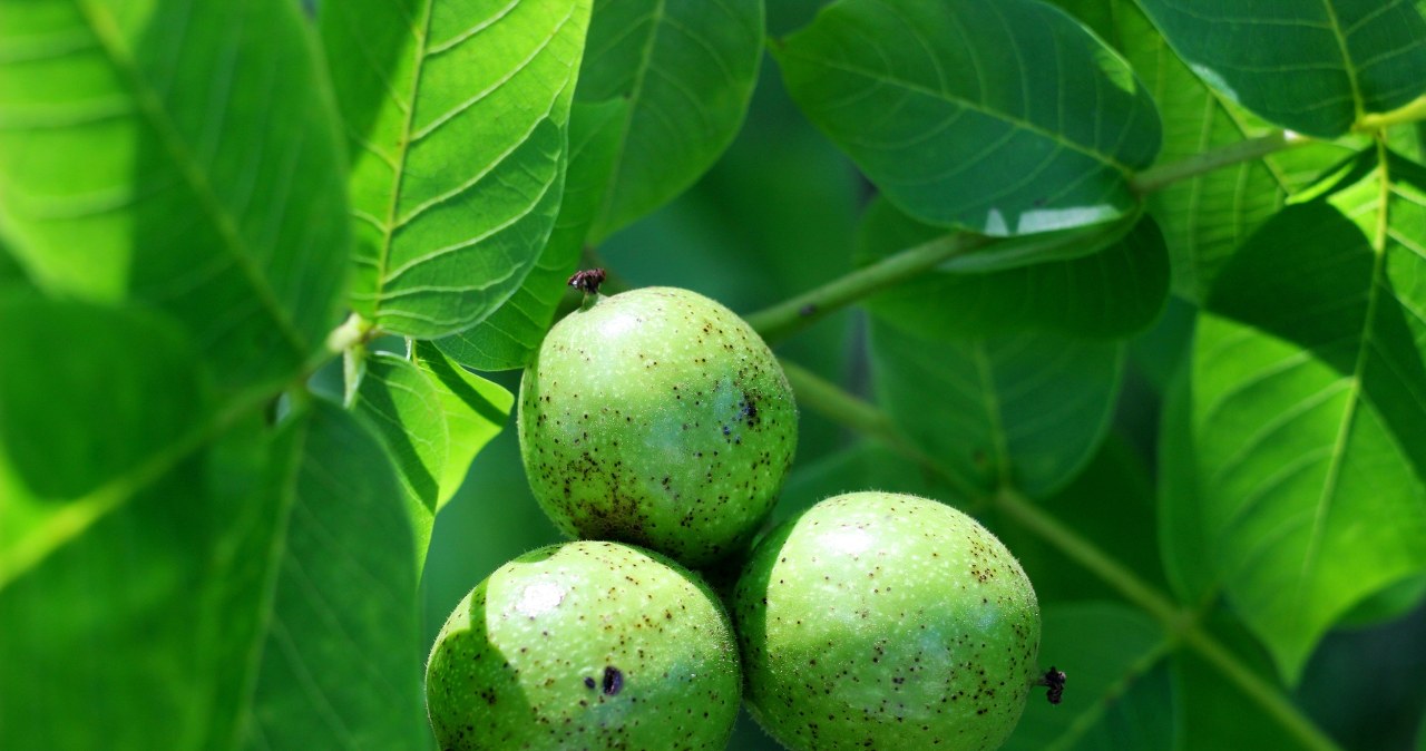 To idealny moment na zebranie zielonych kulek mocy. Genialne zastosowanie