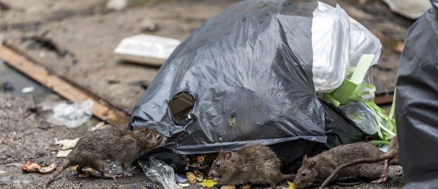 Latem we Wrocławiu nasilają się problemy z plagą szczurów. Gryzonie coraz częściej pojawiają się w domach, na podwórkach, w piwnicach, a nawet... w toaletach. Mimo trwającej deratyzacji, sytuacja w wielu rejonach miasta przypomina prawdziwy horror.