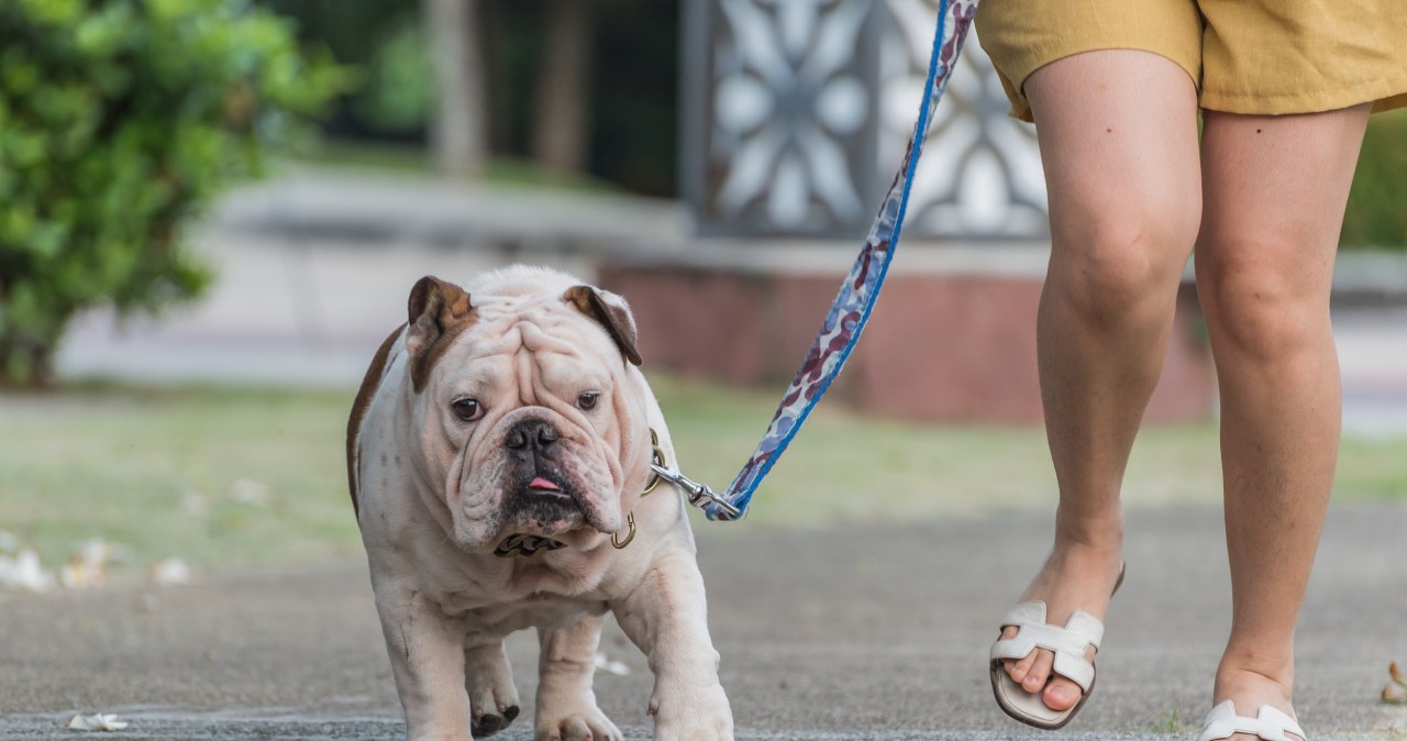 Boom na psy. A razem z nim zwiększone ryzyko urazów i kontuzji