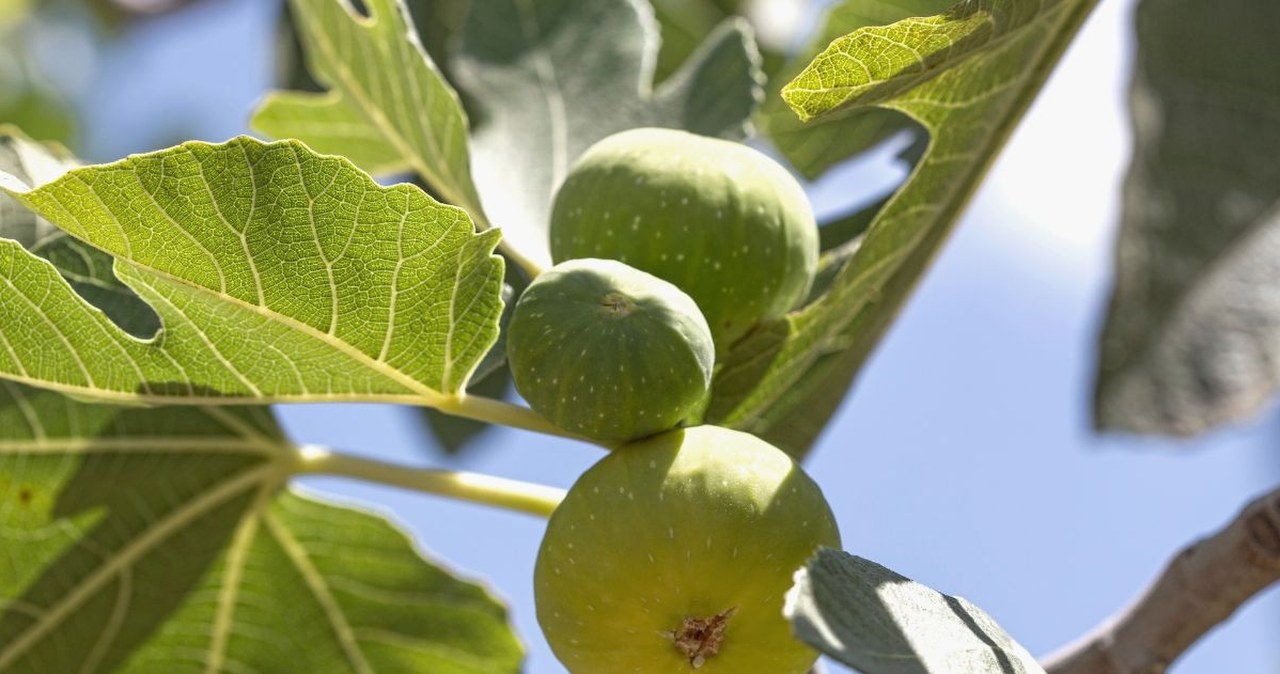 Na wakacjach nie przechodź obojętnie. Naturalny regulator cukru we krwi