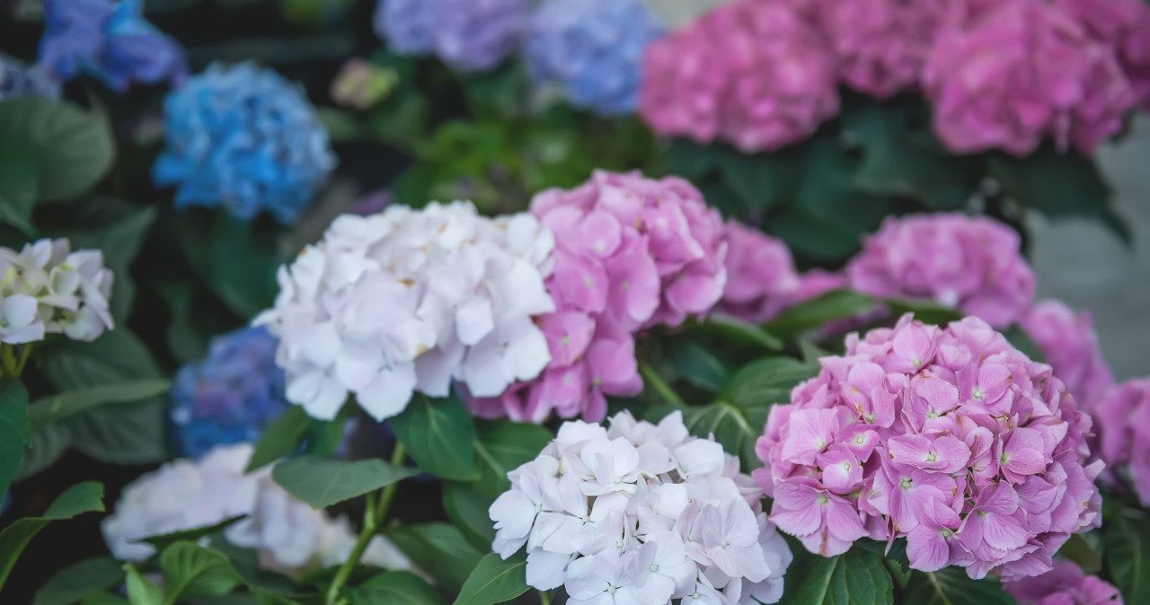 Co podlewać drożdżami? Lista roślin, które domowy nawóz lubią najbardziej