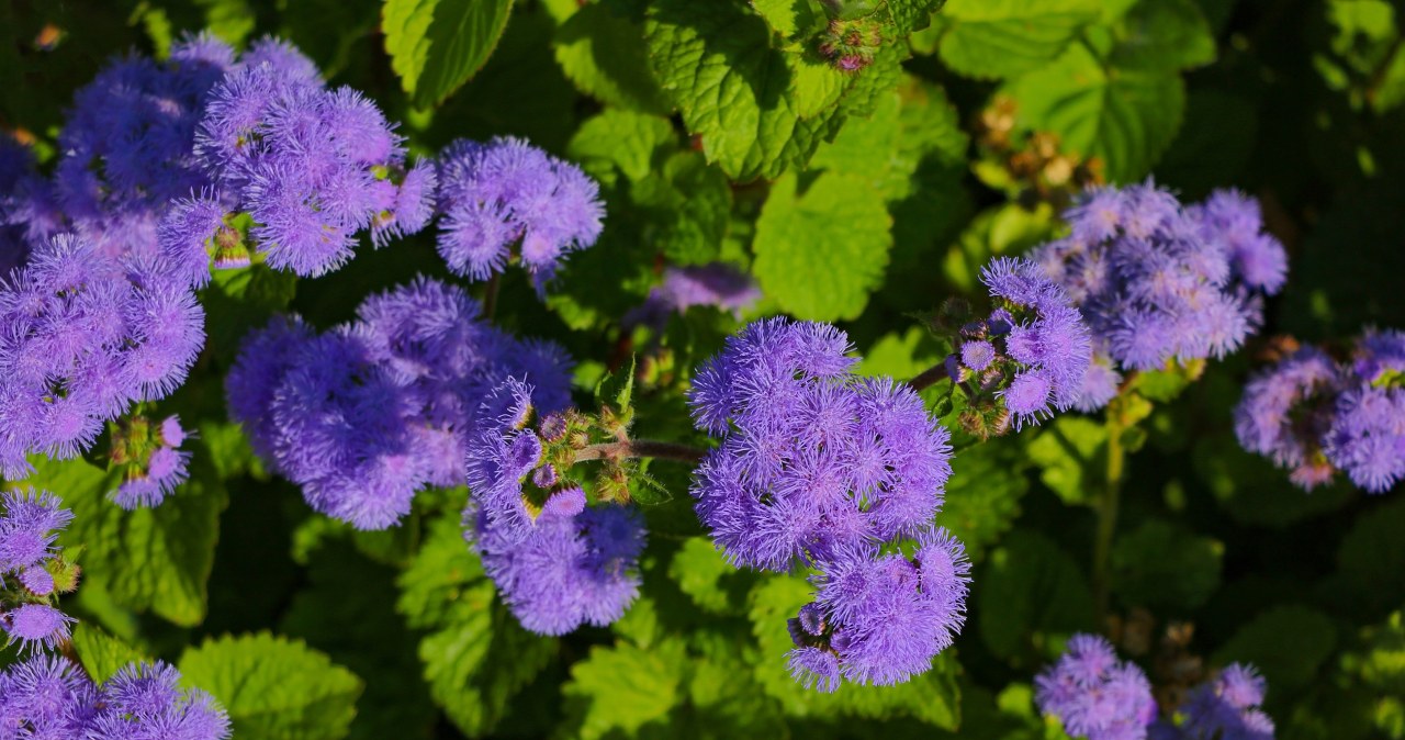 Idealny zamiennik pelargonii. Puchate pompony aż do jesieni