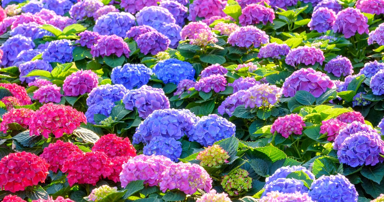 Niebieskie czy różowe? Oto patent, by hortensja kwitła pod twoje dyktando