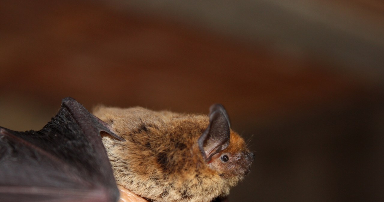 Przez nietoperza nie spała kilka godzin. "Myślałam, iż to wielka ćma"