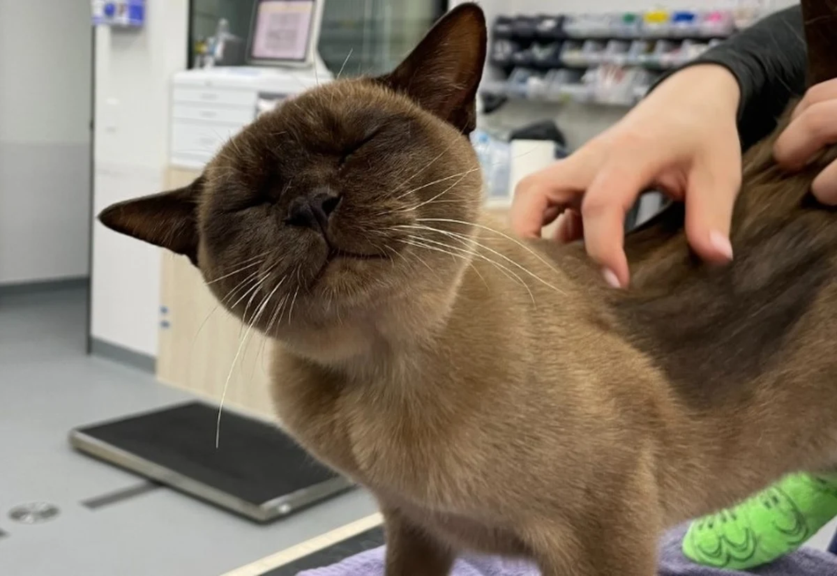 Koty rzeczywiście mają chyba 9 żyć. Pablo wybrał bęben pralki jako miejsce swojej kociej drzemki. Niefortunnie. Tylko cudem przeżył prawie godzinny cykl prania. 