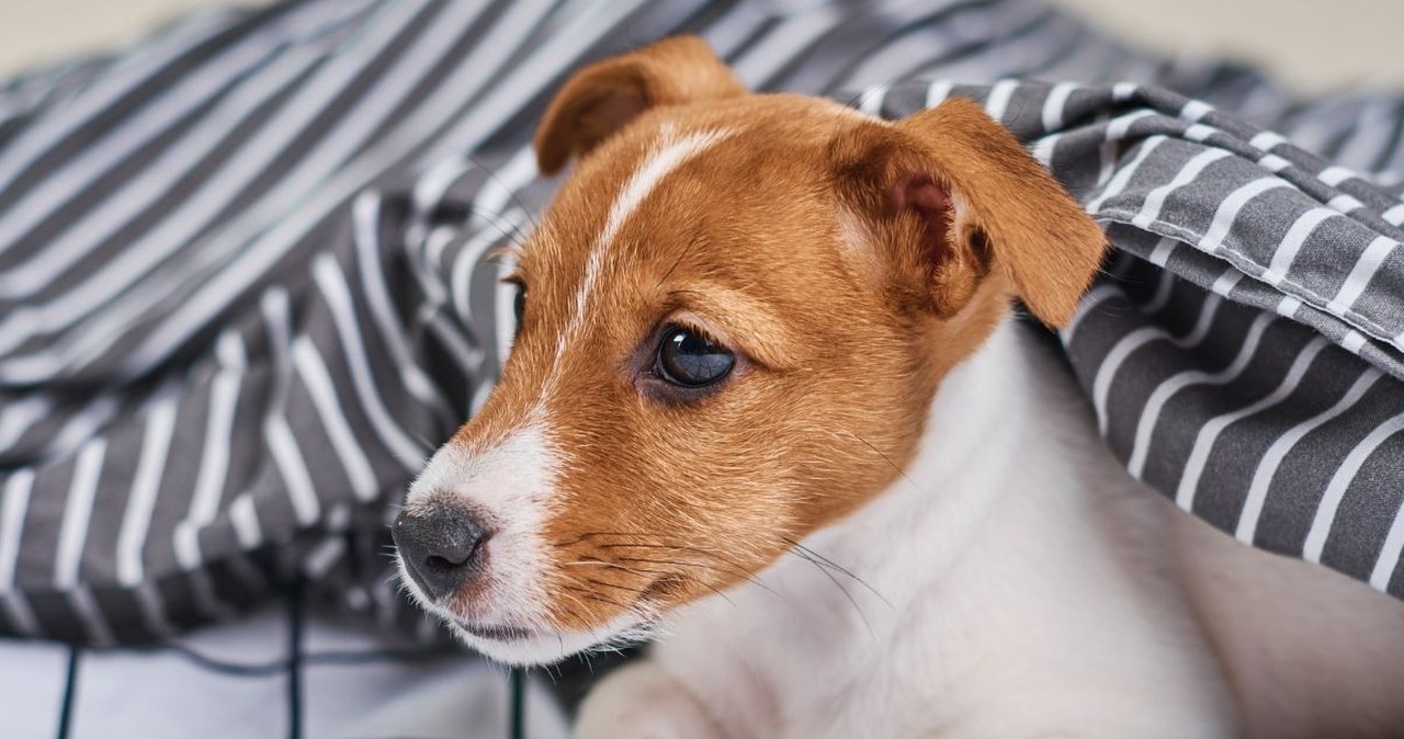Twój pies "pakuje" ci się do łóżka? To oznaka trzech ważnych rzeczy