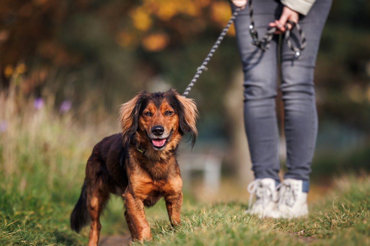 Wybieg dla psów czy trasa pieszo-rowerowa. Budżet obywatelski w Olsztynie rozstrzygnięty