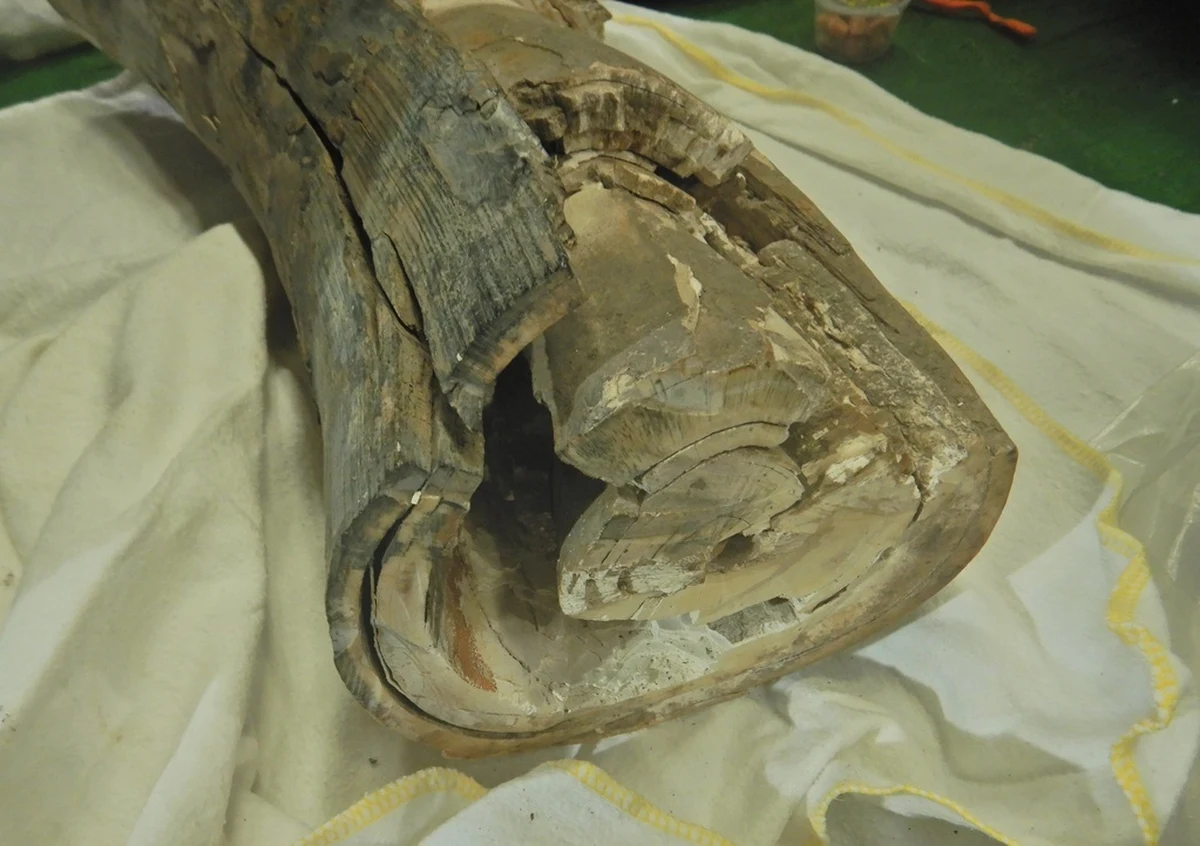 ​Przedmioty tego typu nieczęsto wpadają w ręce celników. Mundurowi z przejścia granicznego w Terespolu (woj. lubelskie) odkryli, że jeden z podróżnych chce przewieźć przez granicę fragmenty ciosu mamuta włochatego.