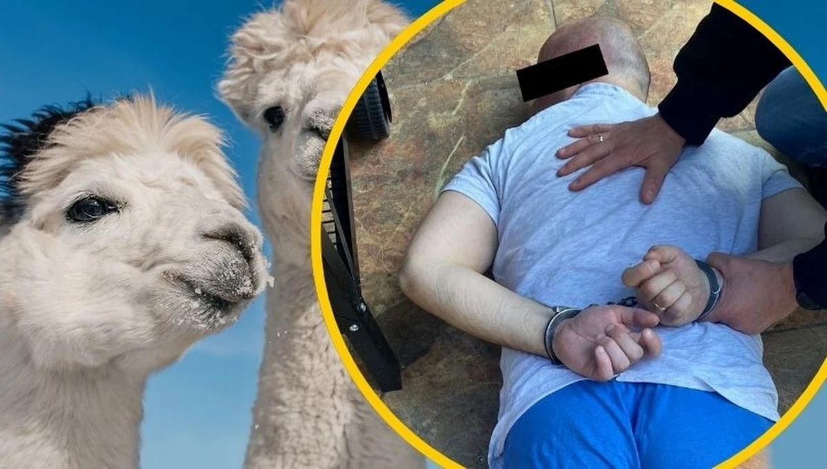 Sąd Rejonowy w Bydgoszczy aresztował w czwartek na dwa miesiące 47-letniego Roberta W. Jest on podejrzany o zlecenie pod koniec 2023 r. spalenia 10 alpak i jednej lamy należących do byłej żony i o obrabowanie jej domu. Mężczyźnie grozi do 10 lat więzienia.