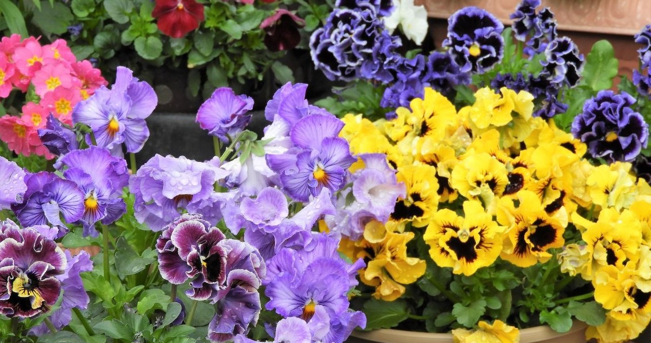 Ta domowa odżywka sprawiła, iż bratki przeżyły mi aż do późnej jesieni