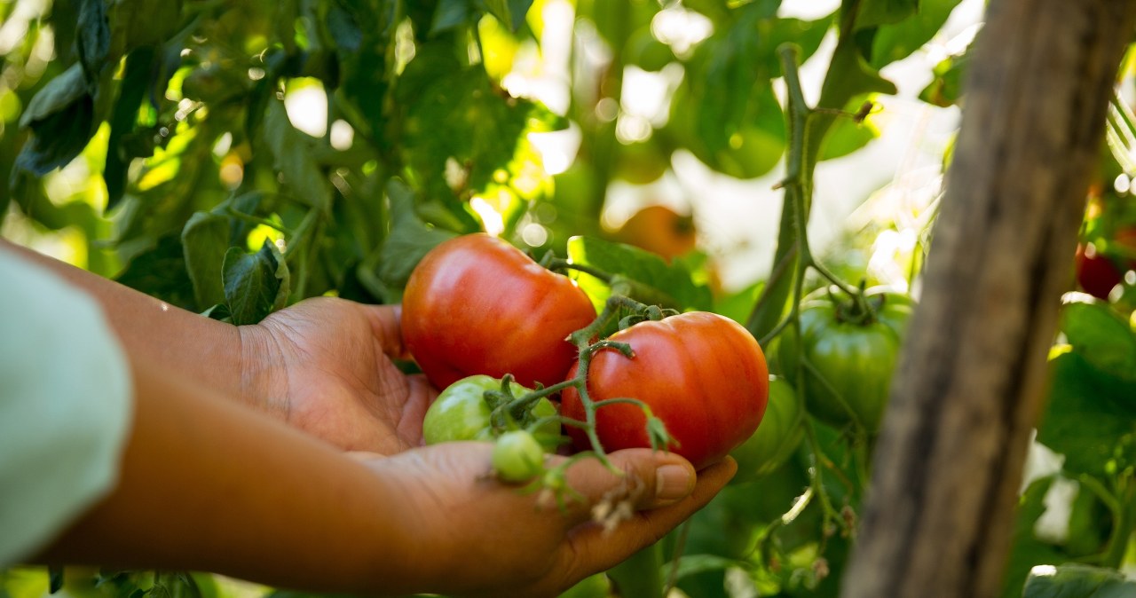 Co posadzić obok pomidorów, żeby rosły jak szalone? Sprawdzone sposoby