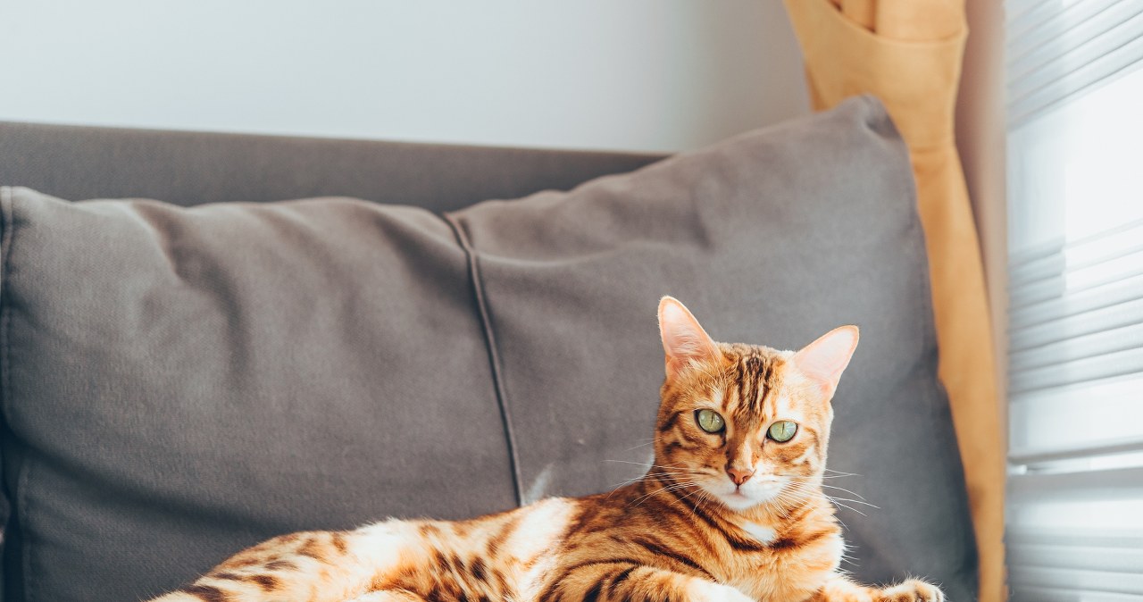 Dlaczego kot ugniata brzuch? Chce ci coś przekazać