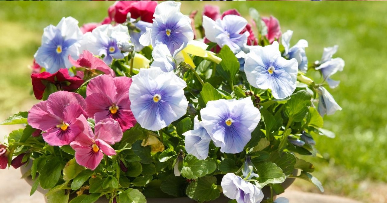 Posadź w tym terminie i zaserwuj specjalną odżywkę. Bratki zachwycą