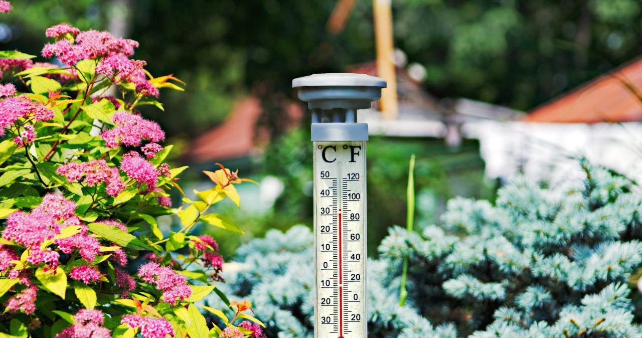 Czym podlewać rośliny w upały? Woda z kranu to nienajlepszy pomysł