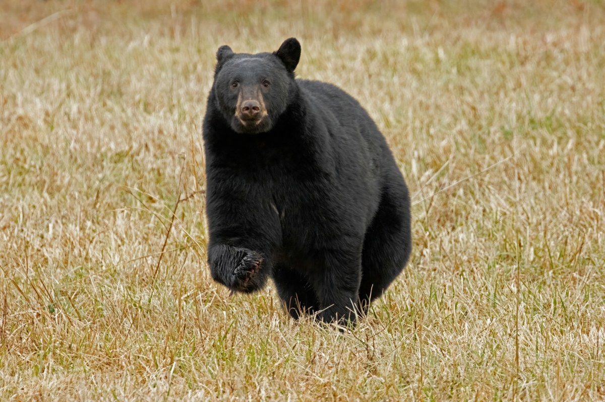 ​Niedźwiedź hasa dwa razy. I paraliżuje całe lotnisko