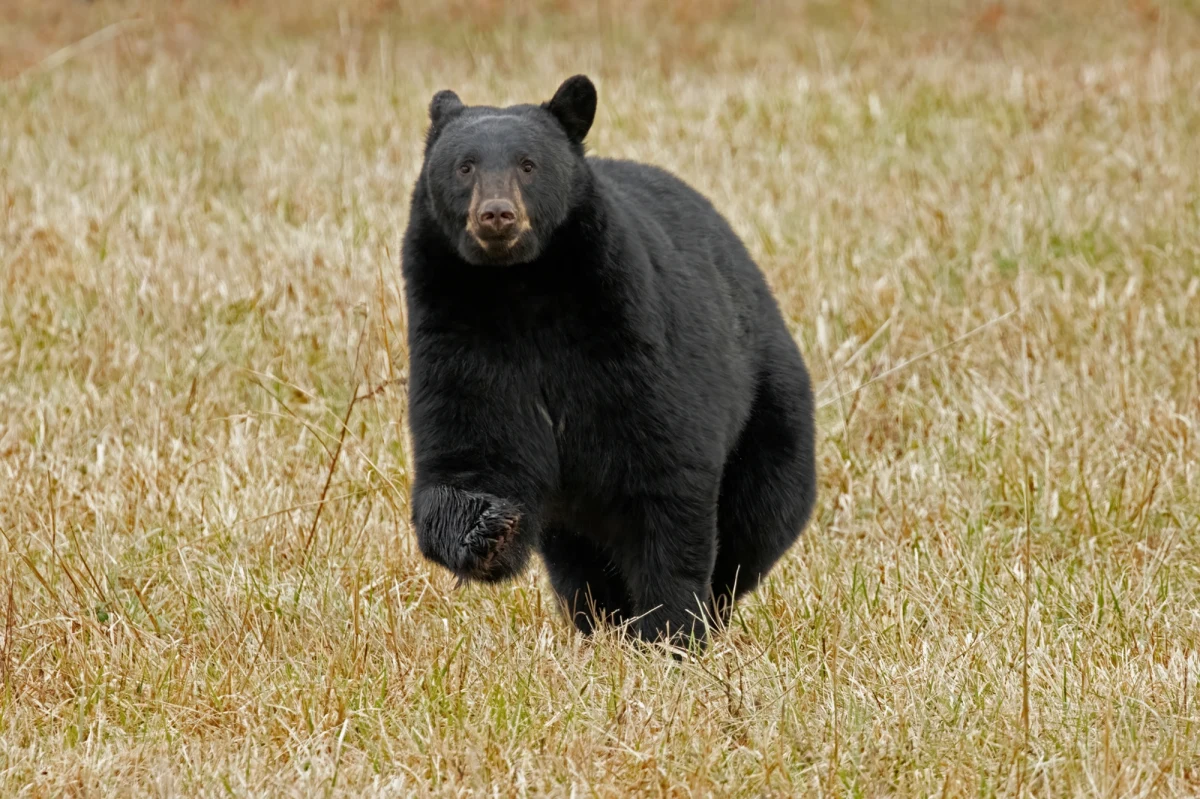 Kilkanaście połączeń z japońskiego lotniska Yamagata trzeba było odwołać z powodu czarnego niedźwiedzia, który ganiał po pasie startowym - poinformowała agencja AFP. Niedźwiedź pojawił się na lotnisku rano. Kiedy pracownicy cieszyli się, że udało im się go przegonić, powrócił.